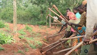 NetHope Aims to Stem Growth of Cassava Diseases in Africa