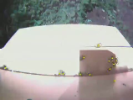 Beehive Monitoring and Colony Collapse Disorder