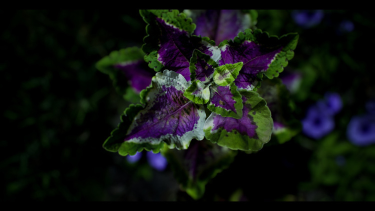 photogrammetry sample close up of plant with green and purple leaves