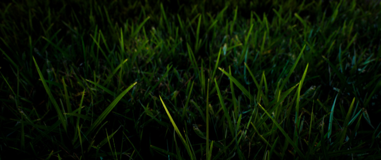 photogrammetry sample of close up of blades of grass