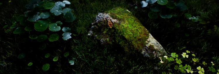 photogrammetry sample of green plant and mossy rock on forest floor