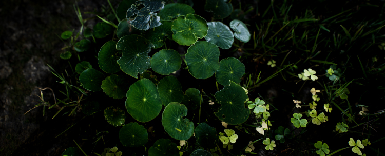 photogrammetry sample of green plant on forest floor