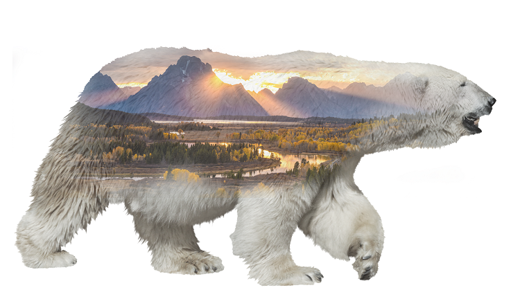 Double exposure image, landscape within polar bear