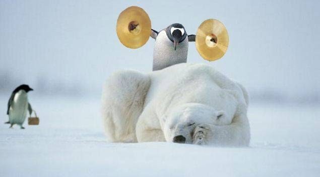 photorealistic penguin about to wake polar bear with cymbals