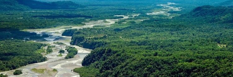 Rainforest landscape