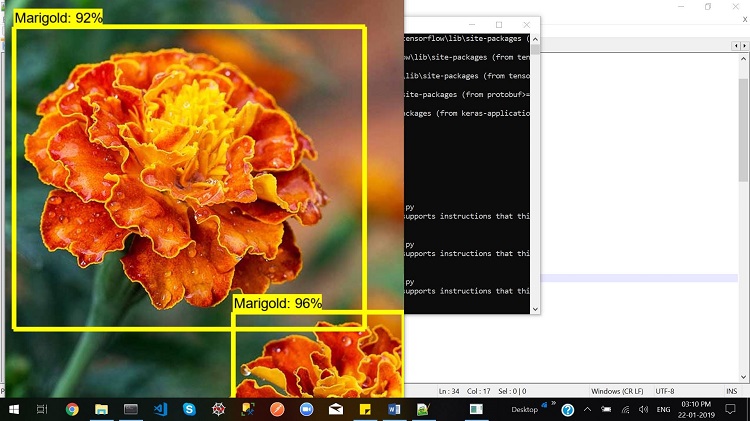 Marigold detected with the Intel® Distribution of OpenVINO™ toolkit
